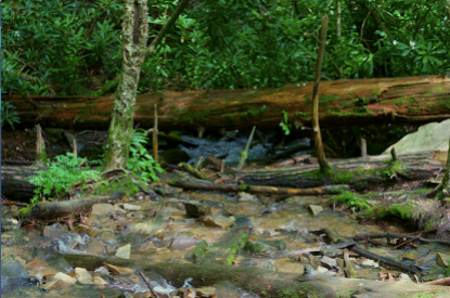A river runs under a fallen tree