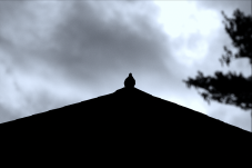 A bird on the top of a roof