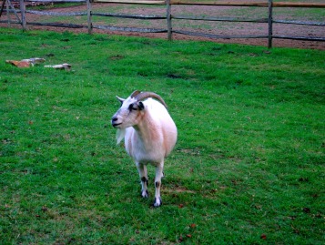 A goat looks off camera