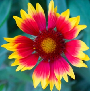 a red and yellow flower