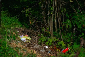 litter and forest