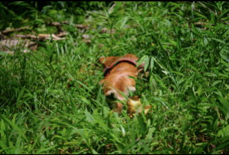 a dog sleeps in the grass