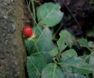 A wild strawberry